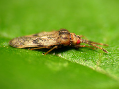 Leptoypha mutica