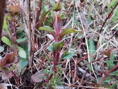 Hypericum perforatum
