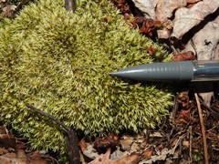 Leucobryum albidum