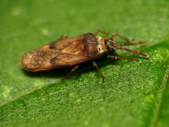 Leptoypha mutica