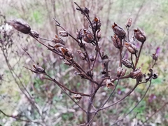 Hypericum perforatum