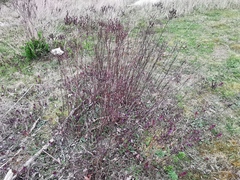 Hypericum perforatum