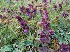 Glechoma hederacea