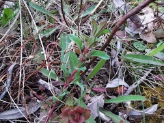 Hypericum perforatum