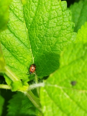 Deraeocoris punctum