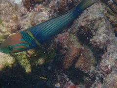 Thalassoma hebraicum