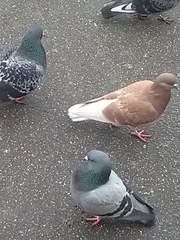 Columba livia domestica