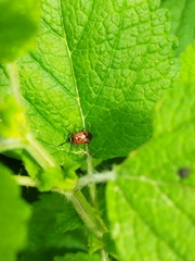 Deraeocoris punctum