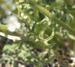 Crambe aspera