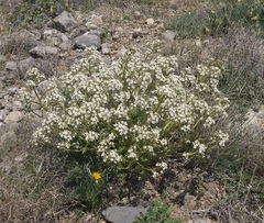 Crambe aspera