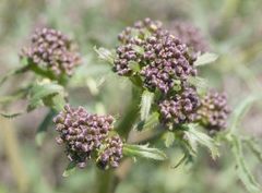Crambe aspera