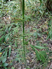 Equisetum myriochaetum
