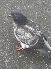 Columba livia domestica