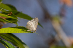 Spalgis lemolea lemolea