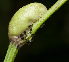 Dolichoderus thoracicus