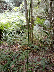 Equisetum myriochaetum