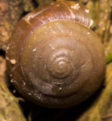 Quantula striata
