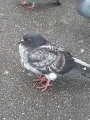 Columba livia domestica