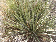 Agave schottii schottii
