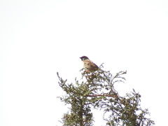 Passer montanus