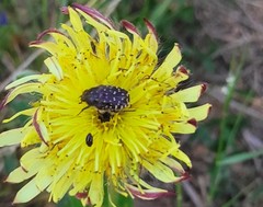 Oxythyrea funesta