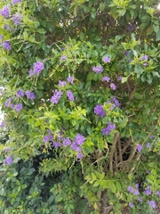 Duranta erecta
