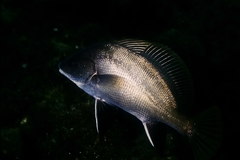 Sciaena umbra