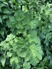 Heracleum sphondylium