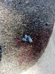 Echinolittorina aspera