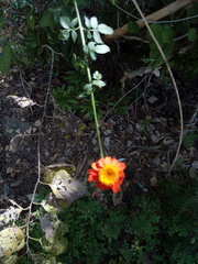 Adenophyllum aurantium