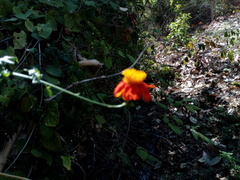 Adenophyllum aurantium