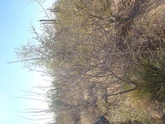 Agave schottii schottii