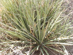 Agave schottii schottii