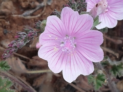 Malva hispanica