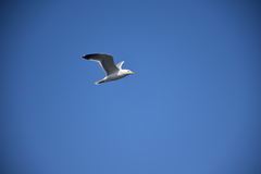 Larus michahellis
