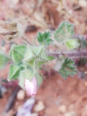 Malva hispanica