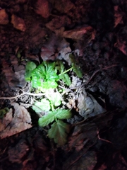 Heracleum sosnowskyi