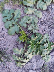 Heracleum sosnowskyi