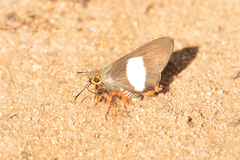 Coeliades forestan forestan