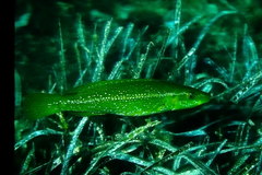 Labrus viridis
