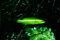 Labrus viridis