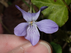 Viola