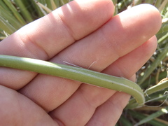 Agave schottii schottii