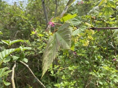 Acer glabrum douglasii