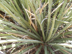 Agave schottii schottii