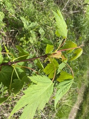 Acer glabrum douglasii