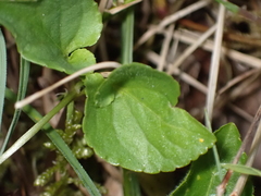 Viola