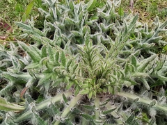 Cirsium vulgare