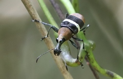 Acanthothorax vestitus