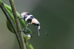 Acanthothorax vestitus